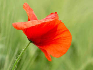 Red poppy flower, soft background.