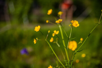  flowers in the field