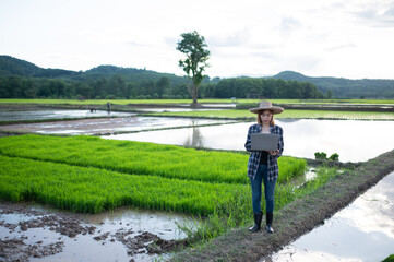 A woman farmer examines the rice field and sends data from laptop  to drive.  Smart farming and digital agriculture concept.
