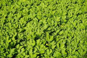 Waldsteinia ternata, golden strawberry close-up. Green perennial in the garden with yellow flowers....