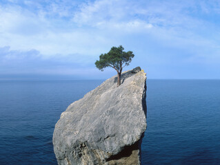  tree that fights for life on a rock - obrazy, fototapety, plakaty