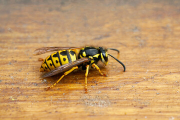 Wasp on a brown wooden background. Insect close up. Macro photography of a real wasp. Vespidae.