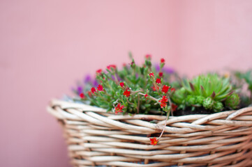 Fototapeta na wymiar A flower of Portulaca grandiflora with a bright summer background and other plants in a basket that has a blurry background.