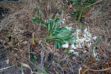 Dried white flowers as waste on humus.
