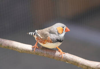 Small zebra finch sits on a branch. Close up of a bird. Taeniopygia guttata