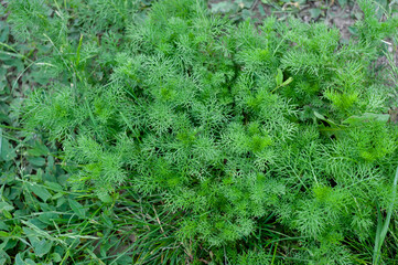 Green plant of narrow thin leaves of bushy growth, herbs.