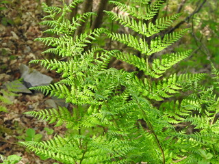 fern leaves