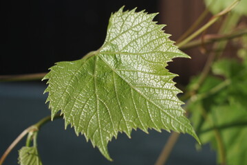 young grape leaf