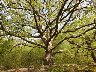 Obraz premium tree in the forest