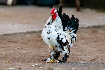 beautiful cock with white and black feathers