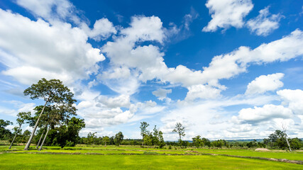 nature of sky clouds beautiful bright day over the rice fields