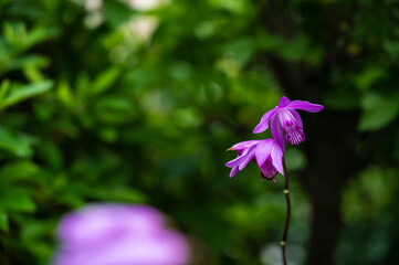 庭のシランの花