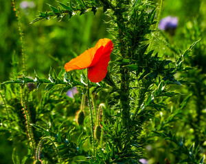Lone red poppy among green prickly weed