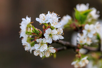 beautiful bloom of fruit trees cherry