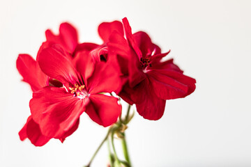 red flower isolated on white