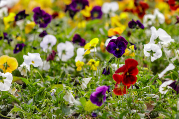 beautiful multi-colored flowers on the flower bed field