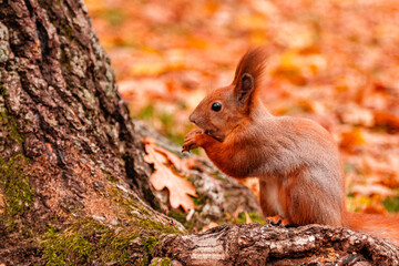 Naklejka na ściany i meble A beautiful redhead squirrel gnawing a nut near