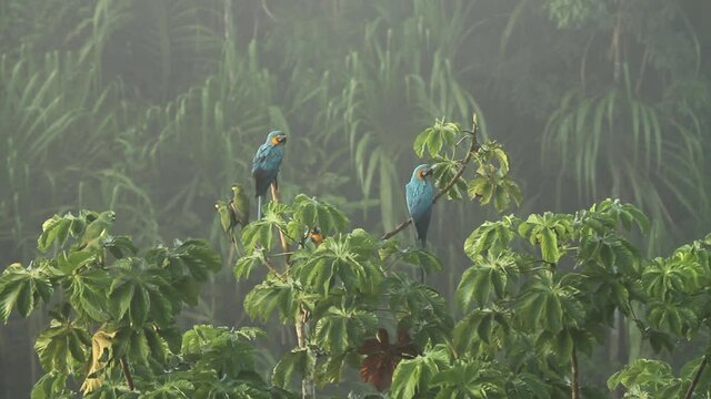 Peruvian Rainforest - Wildlife of Tambopata National Reserve, Madre de Dios, Peru