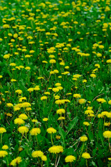 Meadow with spring yellow dandelions in sunny day.