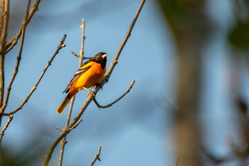 Male Baltimore oriole singing perched on a branch - Michigan