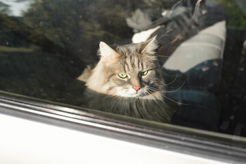 Portrait of a sad cat sitting in the car. Angry, green-eyed, gray cat trapped inside the car. Road trip with an animal.