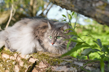 Naklejka na ściany i meble Gray cat hunts outdoors. Furry purebred cat sitting on a tree and looking away with green eyes, close-up. Pet on a walk in nature