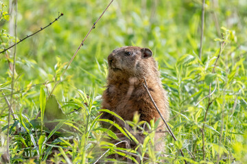 Naklejka na ściany i meble groundhog also known as woodchuck on the lookout