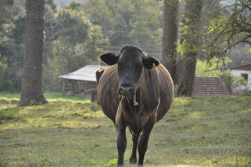 cow