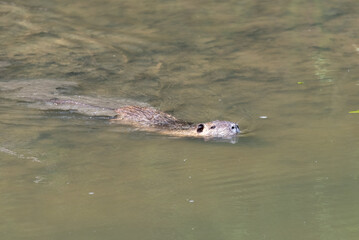Coypu or nutria swimming in a river