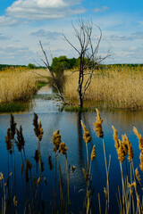Swamp with reeds in the village. Nature rural landscape, swamp blue lake in the morning