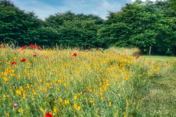 爽やかな初夏の公園の花畑の風景