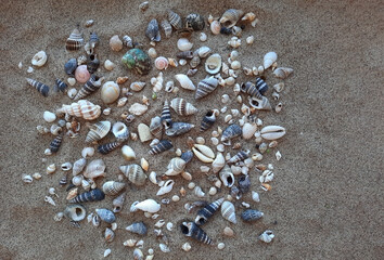 lots of beautiful seashells on the sand