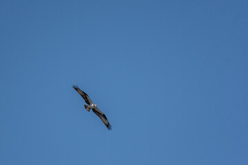 osprey soaring over the Huron river - Michigan