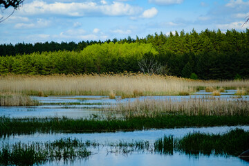 Blue swamp with reeds in the morning. Idyllic rural landscape in Ukraine.
