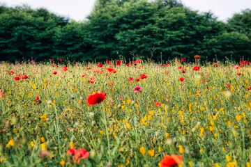 爽やかな初夏の公園の花畑の風景