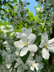 Fototapeta premium apple tree blossom