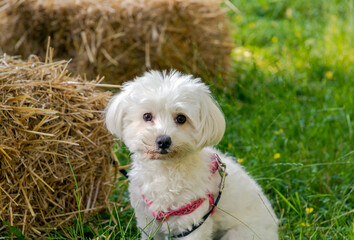 A portrait of a Maltese dog standing next to a bale of hay