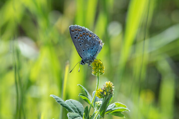 Male common blue butterfly (Polyommatus icarus) on a yellow flower in the backlight. Light green meadow bokeh background.
