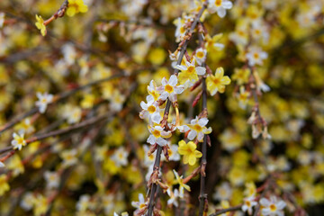 Closeup of a Beautiful Yellow and White Flowering Plant during Spring