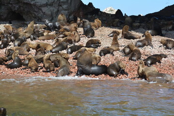 Sea Lions