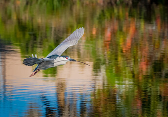 Black crowned night heron carrying nesting material flies over pond