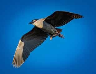 Black crowned night heron flies overhead with blue sky background