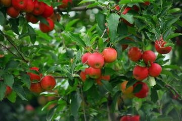 Obraz premium APPLES