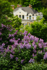 Fototapeta na wymiar Purple lilac bushes in spring sunlight.