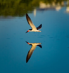 Black skimmer creates a perfect reflection of himself in the calm water of Amberjack
