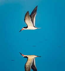 Black skimmer glides over the water of reflecting pond