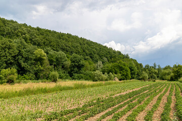 Fototapeta na wymiar A farm with a lot of corn seedlings