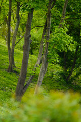 Spring trees and green grass. Forest in the morning sunlight.