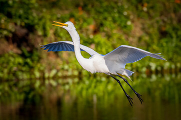 Great egret glides in for a soft landing at Venice Rookery