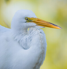 Great egret in close up profile facing right
